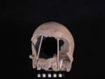 L_V19d5008 A15.52 Q824 dM pa skull front view 